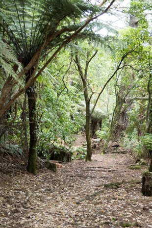 Waikato River Trail in der Whakamaru Section
