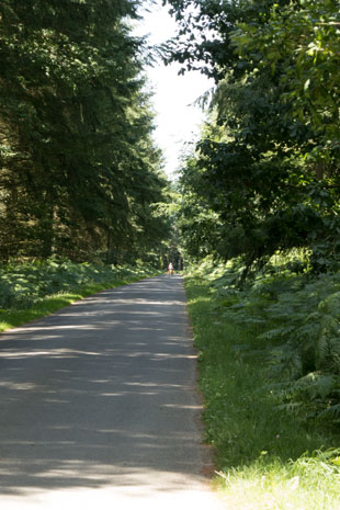 Forêt-de-la-Motte
