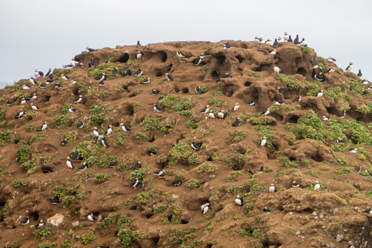 Bild: Papageientaucher vor ihren Bruthöhlen an der Steilküste Raudanes