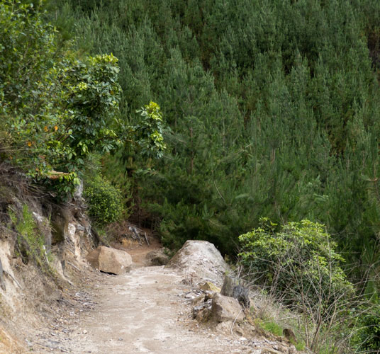 Sehr steiler Abschnitt des Waikato River Trails nördlich von Mangakino (Waipapa Section)