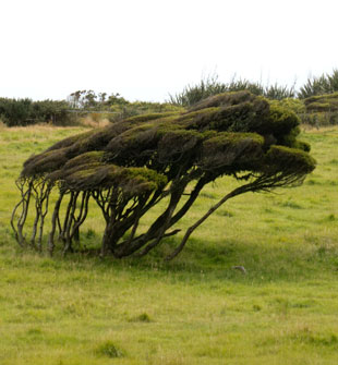 Vom Wind geformte Bäume