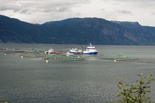 Fischfarm am Sognefjord