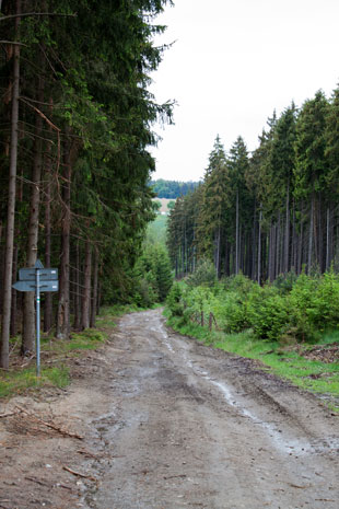 3 km hinter Kladruby steiler Anstieg im Wald