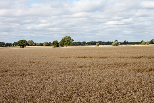 Felder dominieren das Landschaftsbild bei Hagby, Schweden