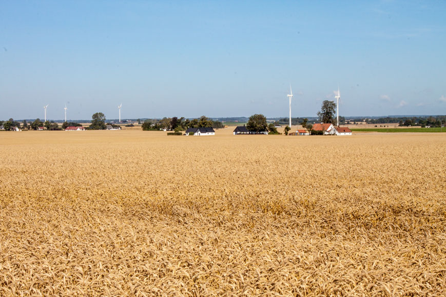 Riesige Getreidefelder bei Glimmingehus, Schweden
