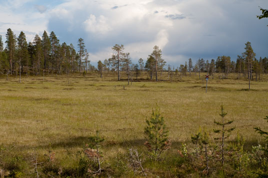 Sumpfgebiet bei Västra Galåbodarna
