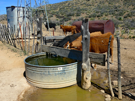Trinkwasser aus Viehtränken